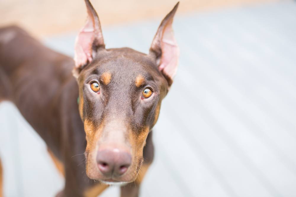 Pinscher raça