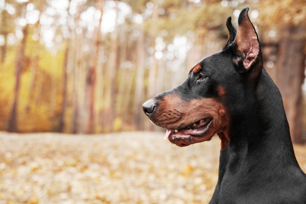 Pinscher cão