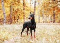 Pinscher cachorro