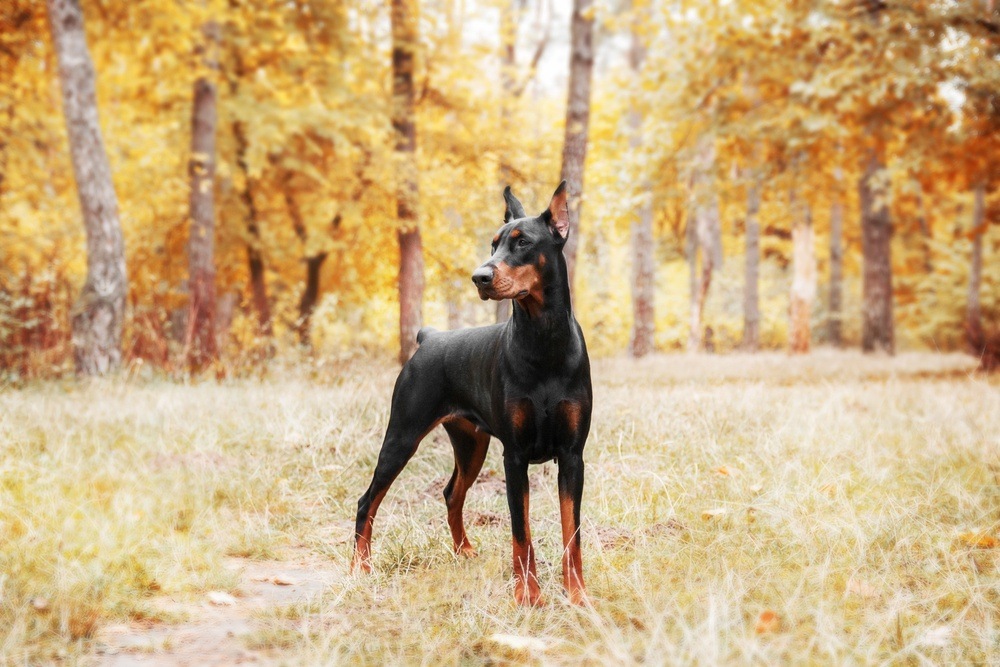 Pinscher cachorro