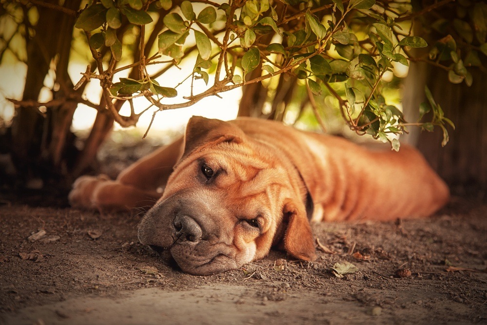 Shar pei raça