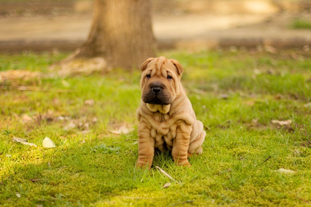 Shar pei filhote