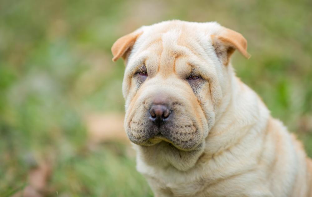 Shar pei cão