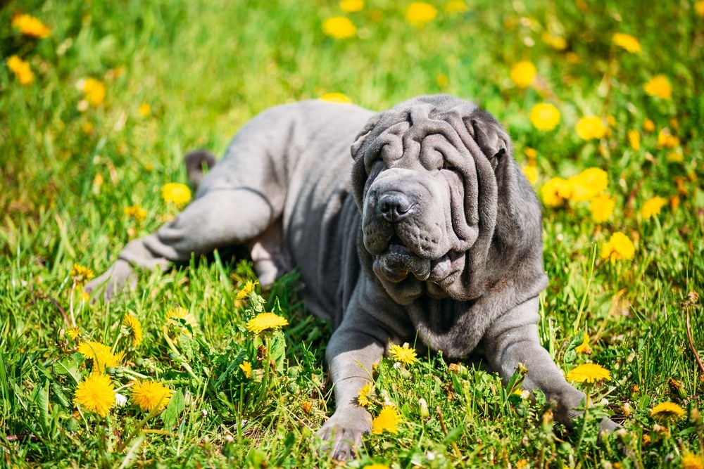 Shar pei cachorro