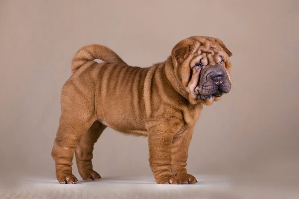 Shar pei