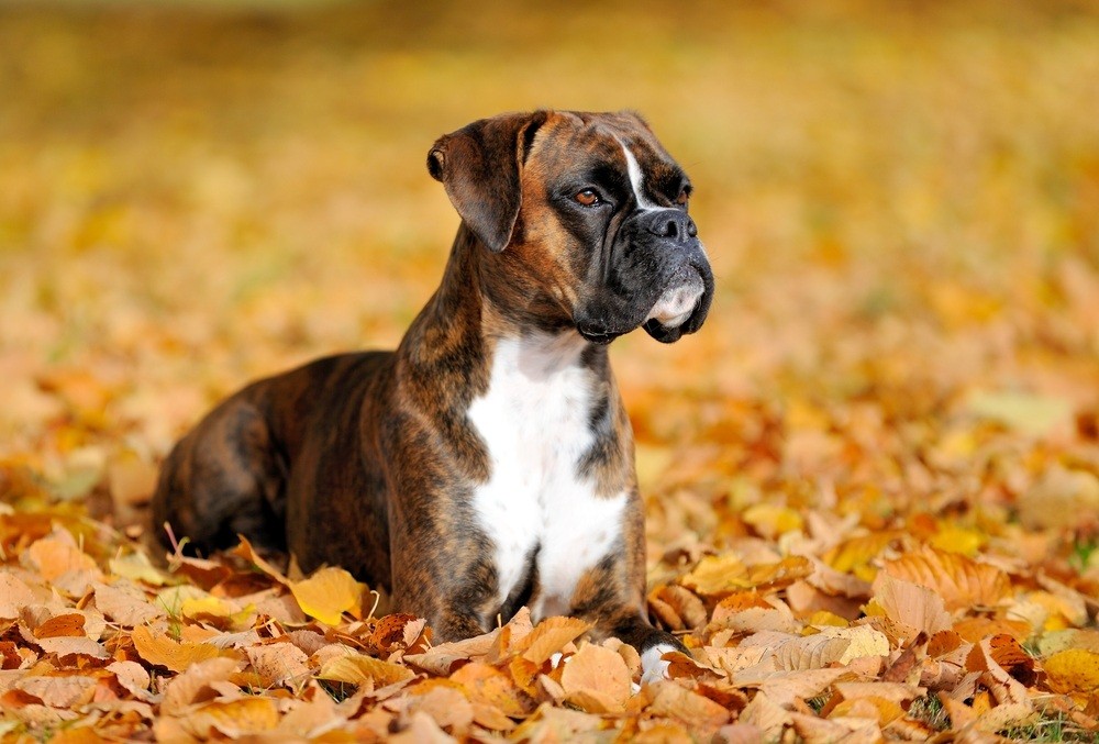 Boxer cão