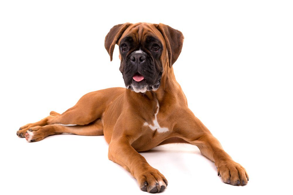 https://www.racasdecachorro.com.br/wp-content/uploads/2019/04/751-boxer-387614125.jpg