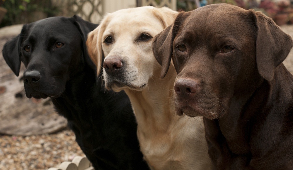 Labradores