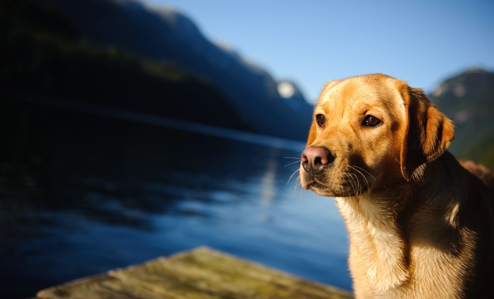 Labrador raça