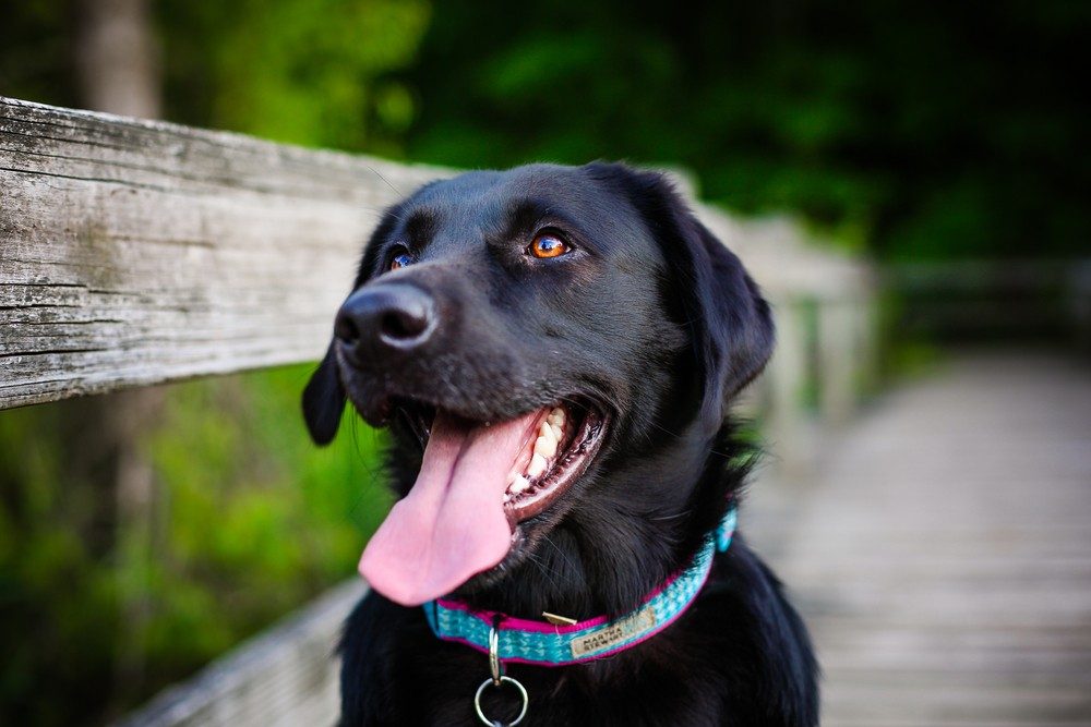 Labrador cão