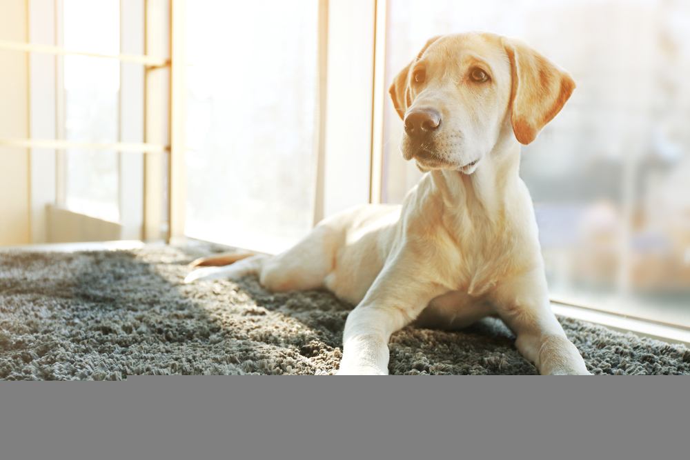 Labrador cachorro