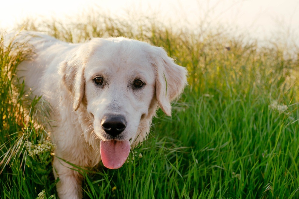 Labrador