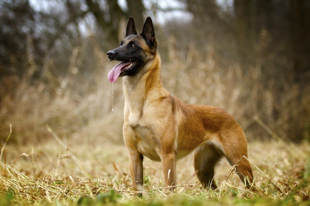 Pastor belga cão