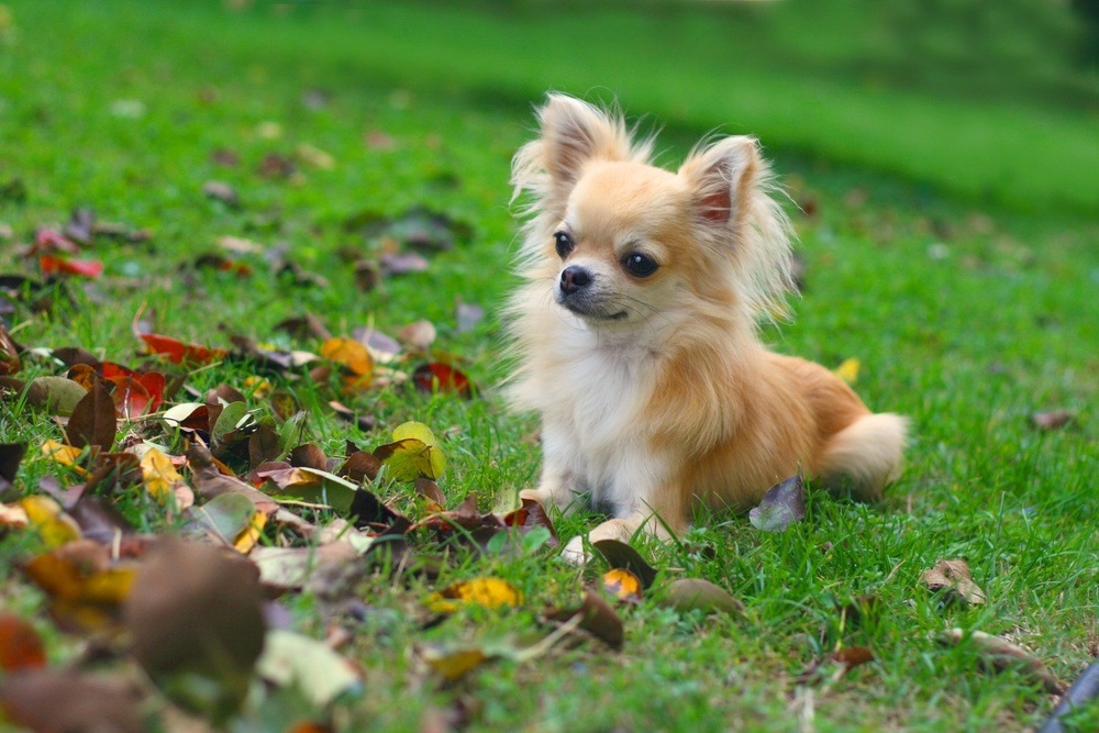 cachorro Chihuahua