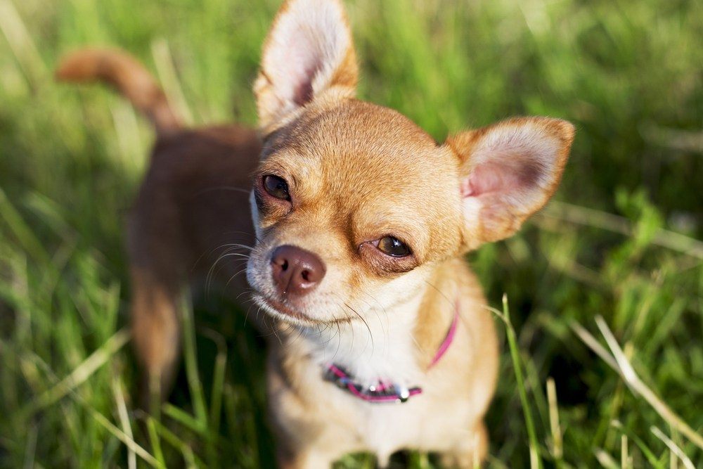 Chihuahua cachorro