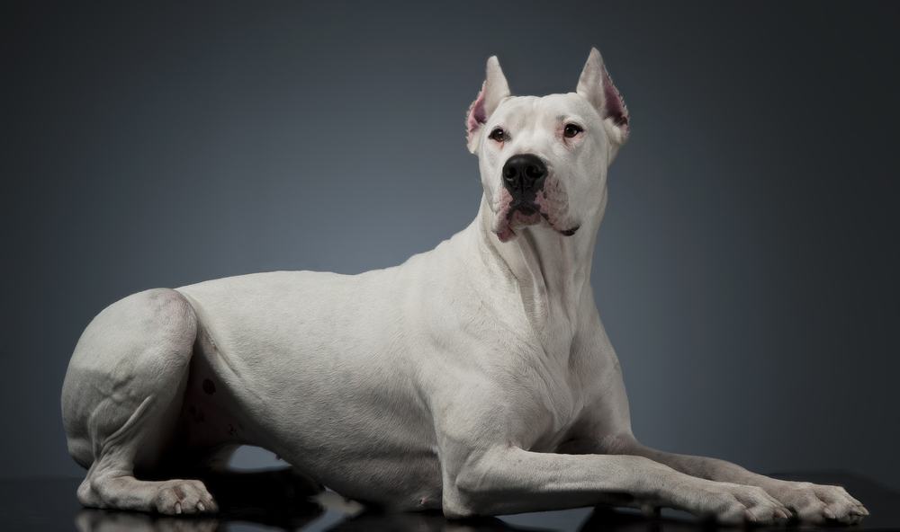 Dogo argentino raça