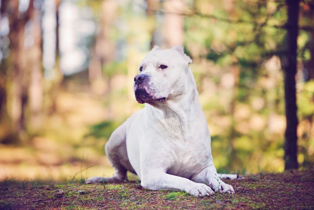 Dogo argentino cachorro