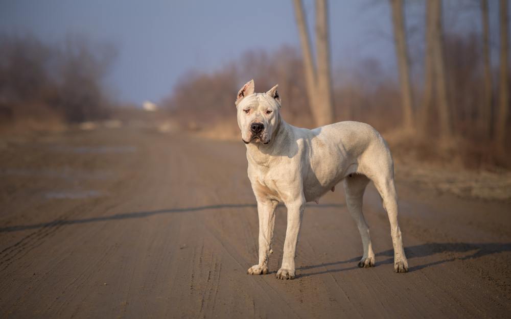 Dogo argentino cão