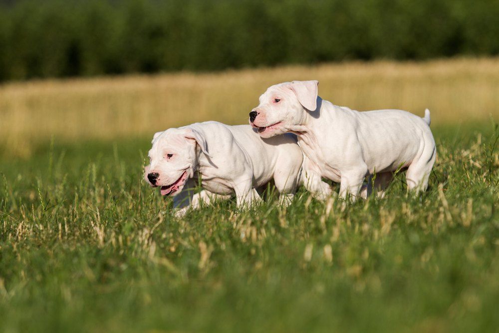 Dogo argentino filhote