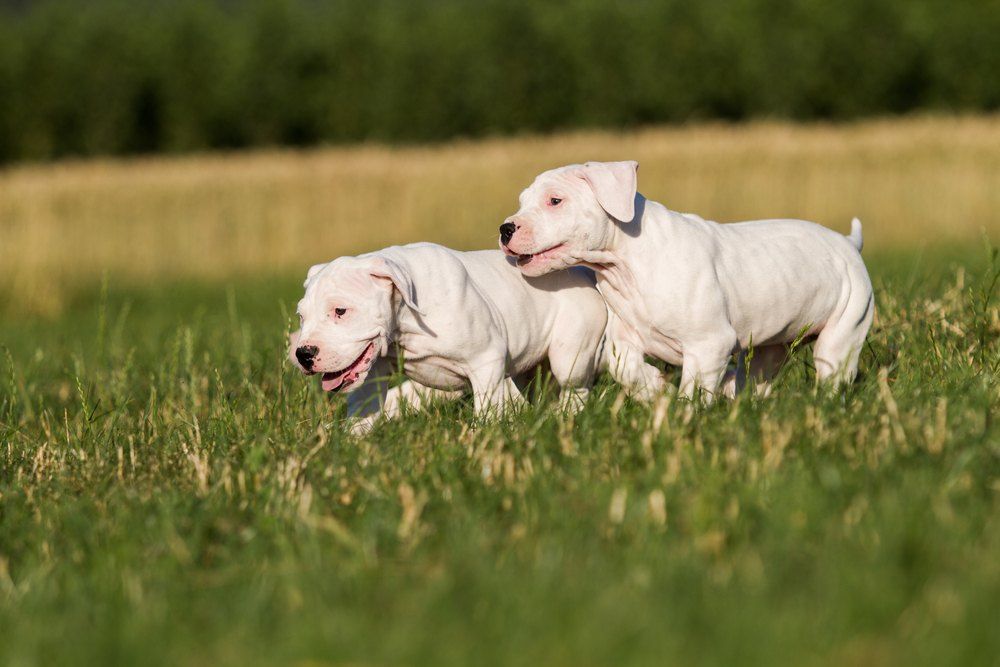 Dogo argentino filhote