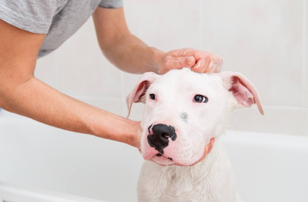 Dogo argentino