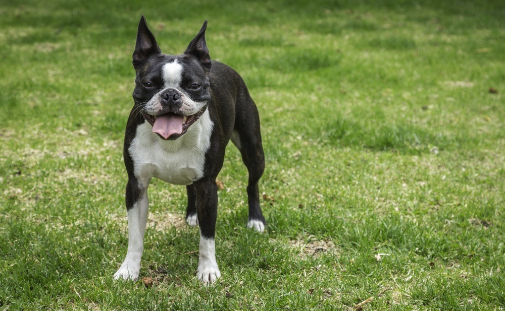 Boston terrier cachorro