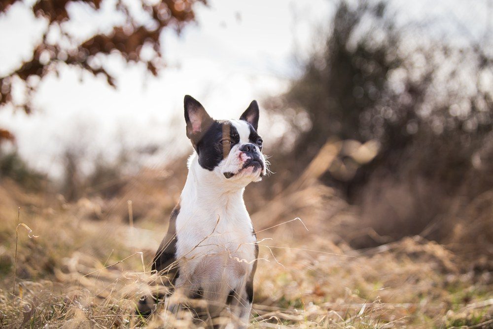 Boston terrier cão