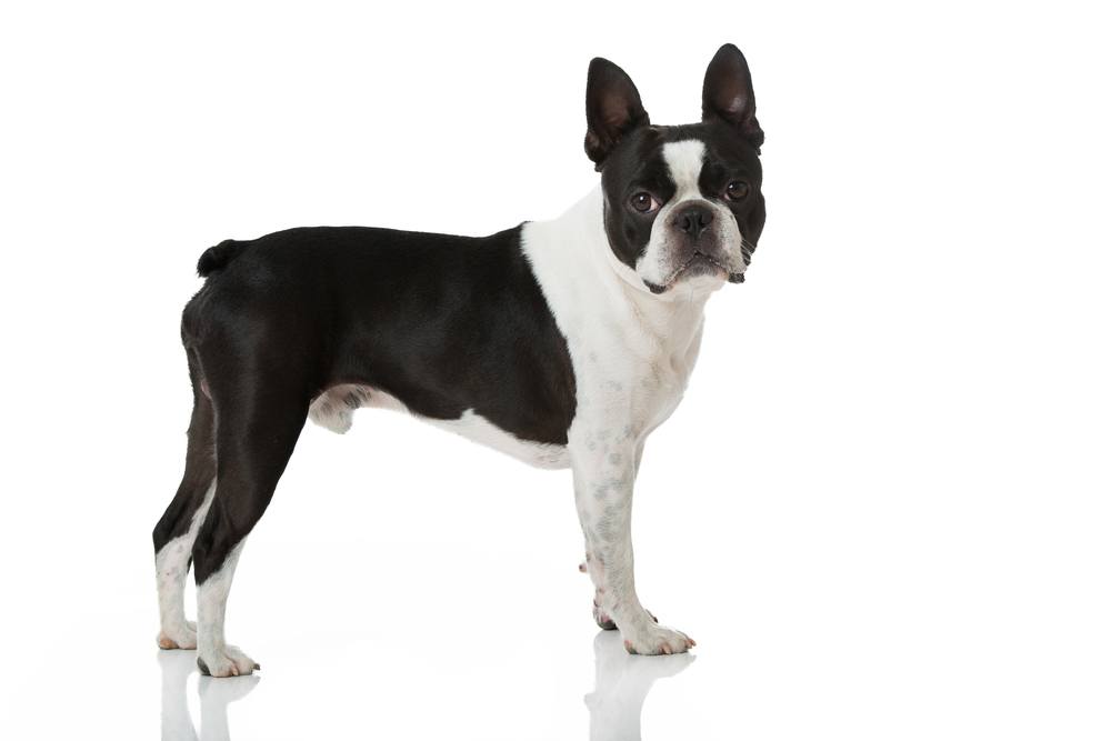 Boston terrier