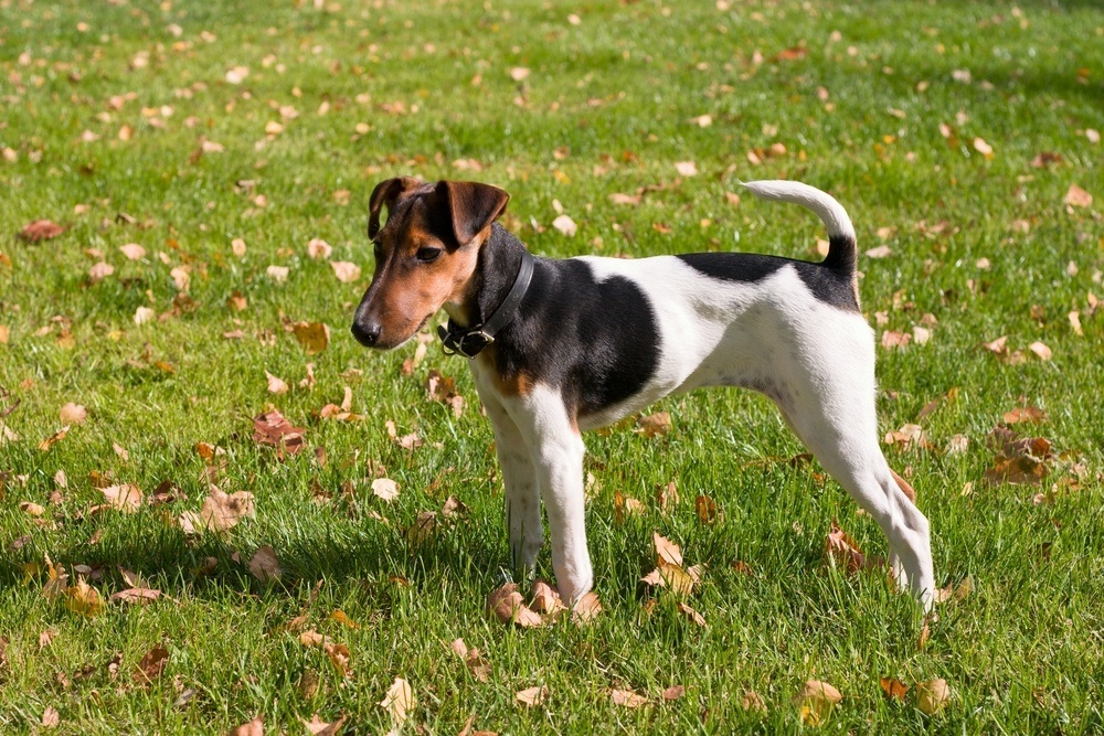 cachorro Fox Paulistinha