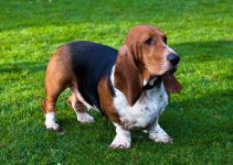 Basset Hound cão