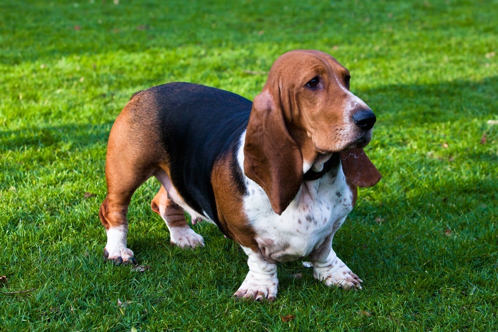 Basset Hound cão