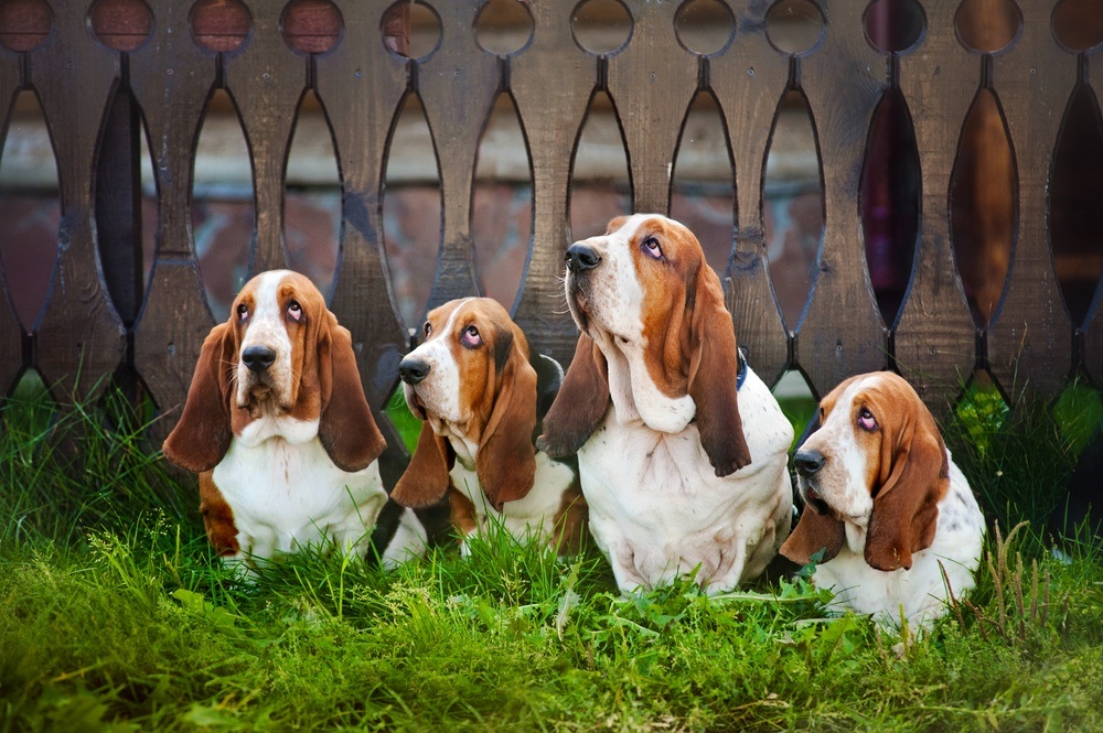 Basset Hound cachorro