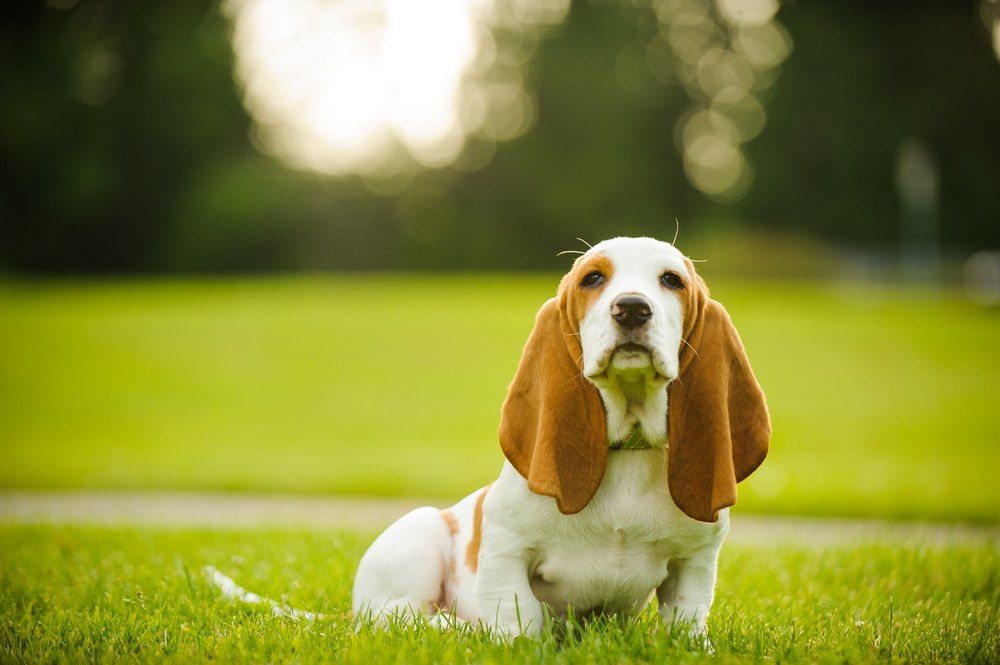 Basset Hound