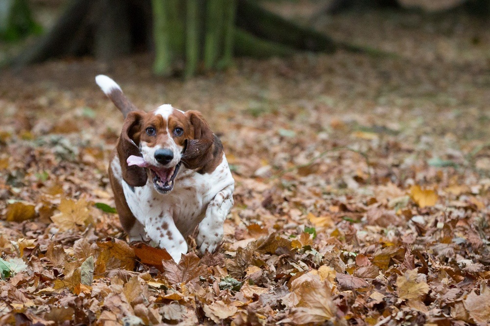 Basset Hound correndo