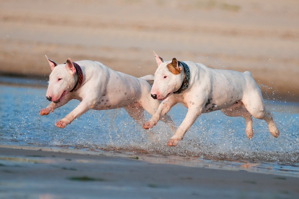 Bull terrier correndo