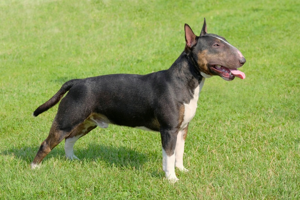 Bull terrier raça