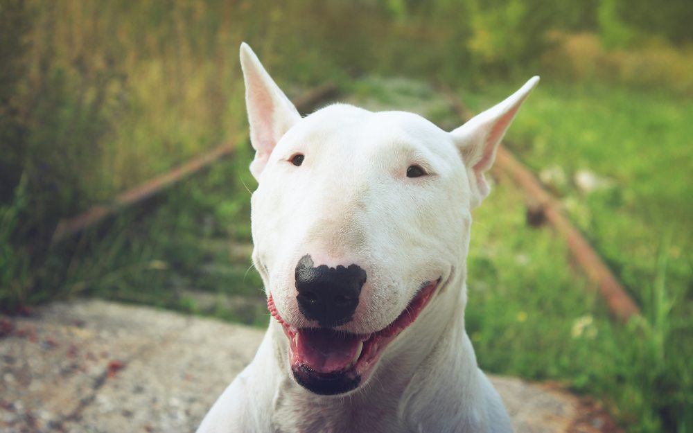 Bull terrier cachorro