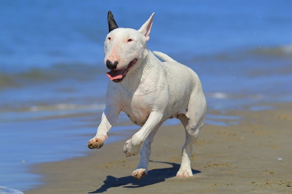 Bull terrier cão