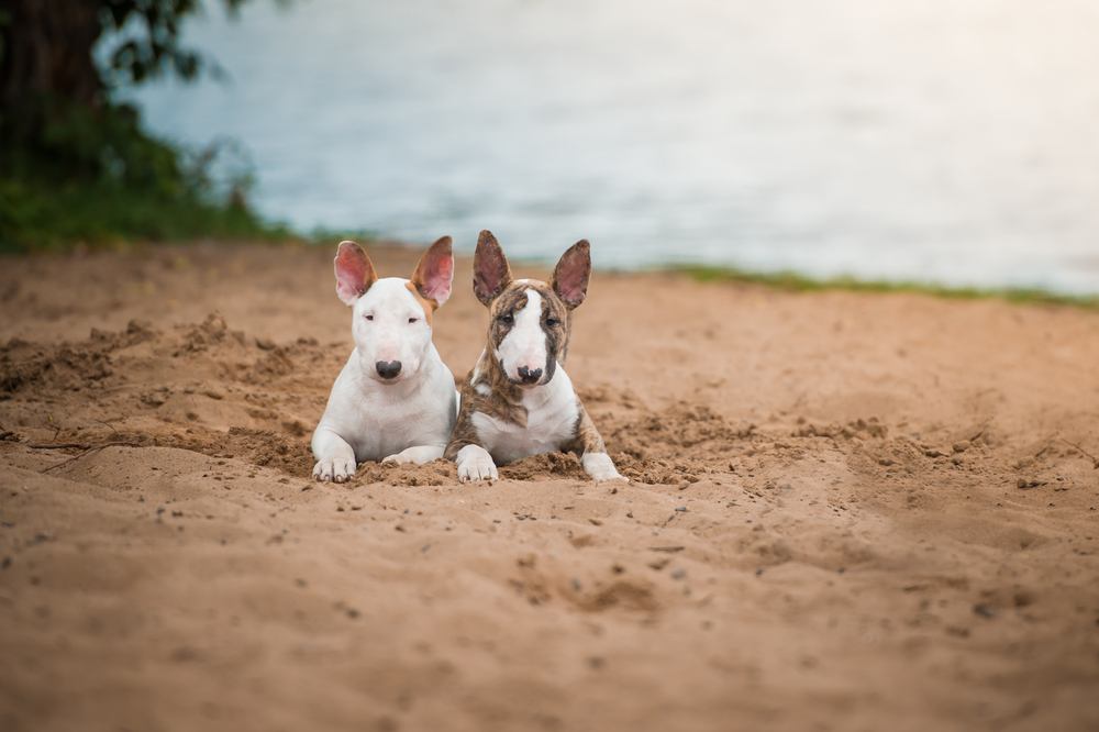 Bull terrier