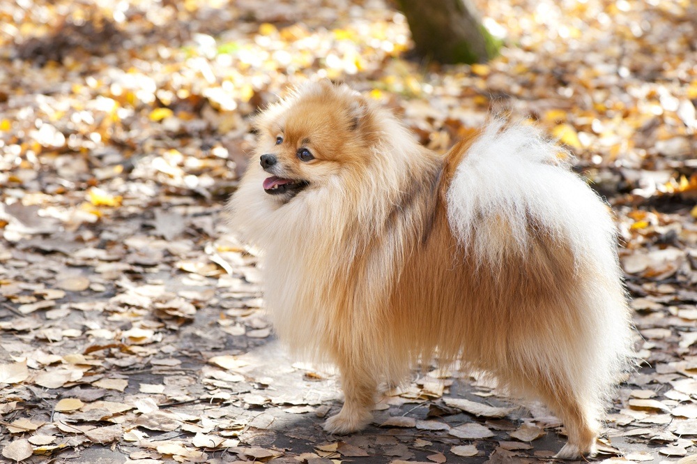 Lulu da Pomerânia raça