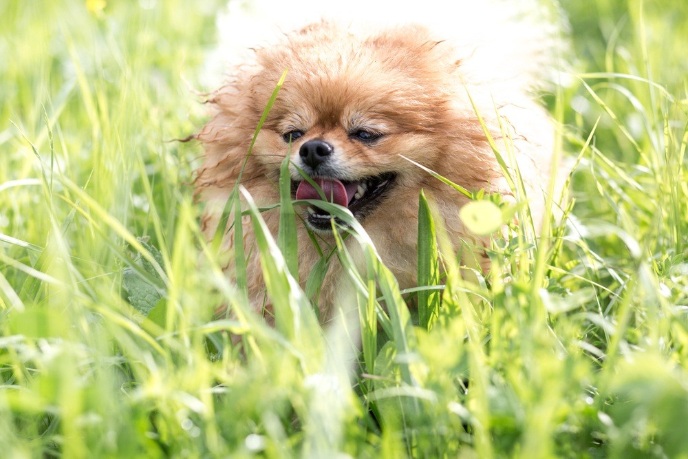 Lulu da Pomerânia cachorro