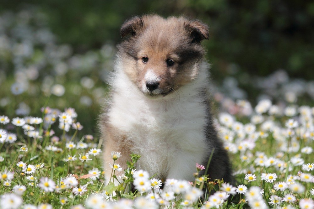 Pastor de Shetland filhote