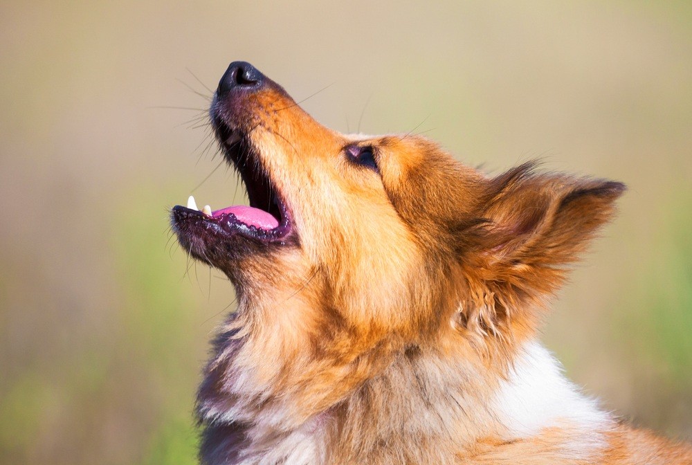 Pastor de Shetland cachorro