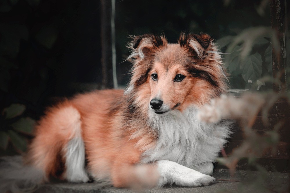 Pastor de Shetland cão