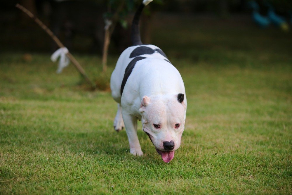 Pit Bull cachorro