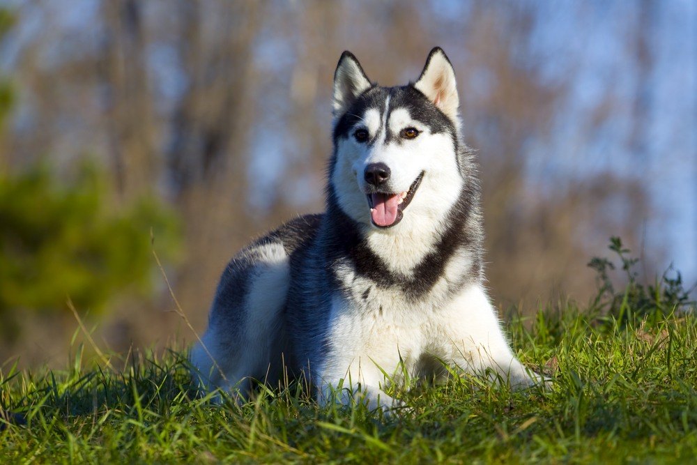 Husky Siberiano cachorro