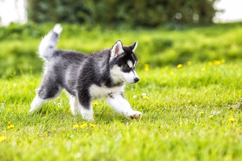 filhote de Husky Siberiano