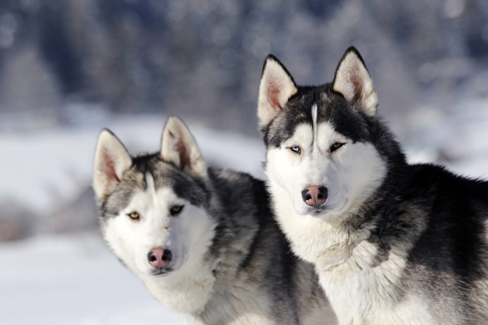 Husky Siberiano cão