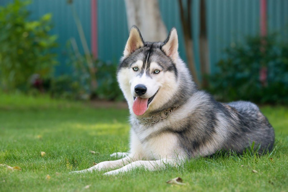 Husky Siberiano