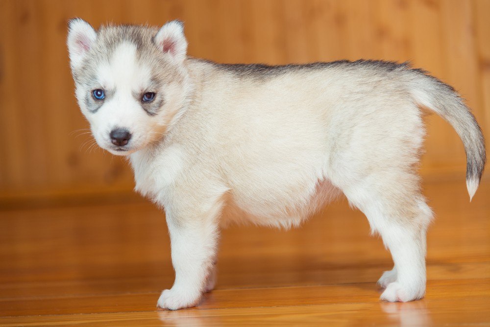 Husky Siberiano filhote